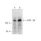 AKAP 149 Antibody (B-10) - Western Blotting - Image 284991 