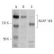 AKAP 149 Antibody (B-10) - Western Blotting - Image 359519