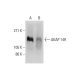 AKAP 149 Antibody (H-8) - Western Blotting - Image 294644