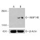 AKAP 149 Antibody (H-8) - Western Blotting - Image 414996