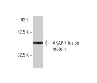 AKAP 7 Antibody (1F9) - Western Blotting - Image 349003