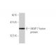 AKAP 7 Antibody (1F9) - Western Blotting - Image 349003