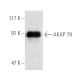 AKAP 79 Antibody (D-9) - Western Blotting - Image 3409 
