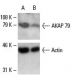 AKAP 79 Antibody (D-9) - Western Blotting - Image 6686