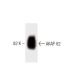 AKAP 82 Antibody (25) - Western Blotting - Image 60232 