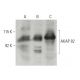 AKAP 82 Antibody (25) - Western Blotting - Image 396396
