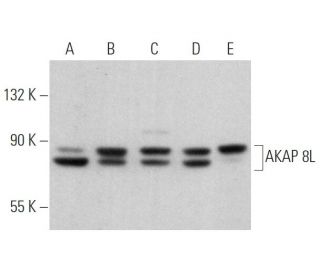 AKAP 8L Antibody (A-1) - Western Blotting - Image 369311 