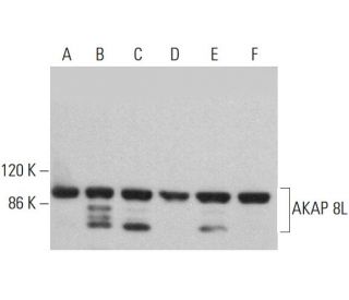 AKAP 8L Antibody (B-6) - Western Blotting - Image 376511 