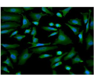 AKAP 9 Antibody (7E12) - Immunofluorescence - Image 351765 