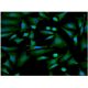AKAP 9 Antibody (7E12) - Immunofluorescence - Image 351765 