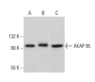AKAP 95 Antibody (F-11) - Western Blotting - Image 383224 