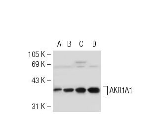 AKR1A1 Antibody (3B08) - Western Blotting - Image 67042 