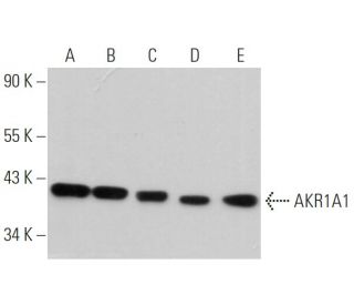 AKR1A1 Antibody (B-9) - Western Blotting - Image 369825 