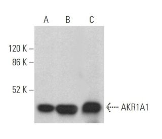 AKR1A1 Antibody (E-9) - Western Blotting - Image 372040 