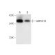 AKR1C19 Antibody (A-1) - Western Blotting - Image 297033