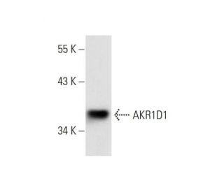 AKR1D1 Antibody (C-2) - Western Blotting - Image 290859 
