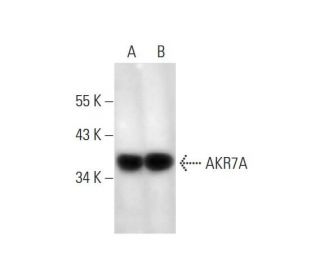 AKR7A Antibody (E-11): sc-365400