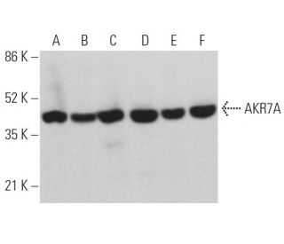 AKR7A Antibody (F-8) - Western Blotting - Image 362998 