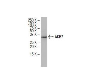 AKR7A2 Antibody (Y02) - Western Blotting - Image 33875 