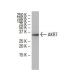 AKR7A2 Antibody (Y02) - Western Blotting - Image 33875 