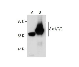 Akt1 2 3 Antibody 5C10 SCBT Santa Cruz Biotechnology