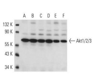 Akt1/2/3 Antibody (BDI111) - Western Blotting - Image 17507
