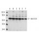 Akt1/2/3 Antibody (BDI111) - Western Blotting - Image 17507