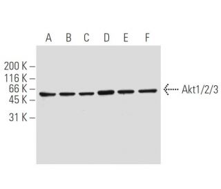 western blotting image from recommended Akt1/2/3 (5C10) monoclonal antibody replacement. Image 62892