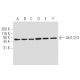 western blotting image from recommended Akt1/2/3 (5C10) monoclonal antibody replacement. Image 62892