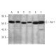 western blotting image from recommended Akt1 (B-1) monoclonal antibody replacement. Image 349918