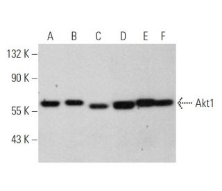 Akt1 Antibody (A-11) - Western Blotting - Image 349316 