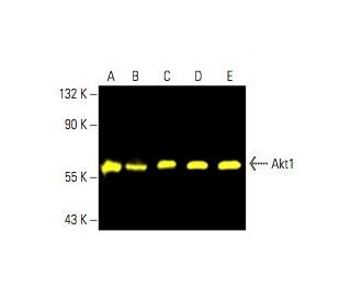 Akt1 Antibody (B-1) - Western Blotting - Image 392794 