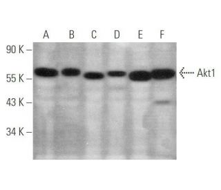 western blotting image from recommended Akt1 (B-1) monoclonal antibody replacement. Image 349918