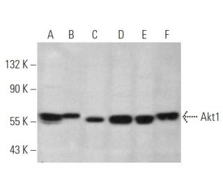 Akt1 Antibody (F-8) - Western Blotting - Image 349317 