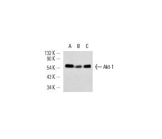 Akt1 Antibody (G-5) - Western Blotting - Image 12982 