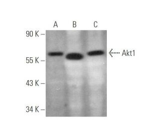 Akt1抗体(G-5) | SCBT - Santa Cruz Biotechnology