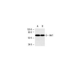 Akt1 Antibody (B-1) - Western Blotting - Image 1970