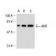 Akt2 Antibody (8B7) - Western Blotting - Image 39619