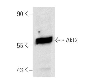 Akt2 Antibody (F-7) - Western Blotting - Image 1977 