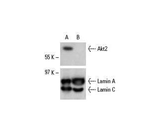 Akt2 Antibody (F-7) - Western Blotting - Image 6752 