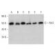 western blotting image from recommended Akt3 (EE-M14) monoclonal antibody replacement. Image 368594