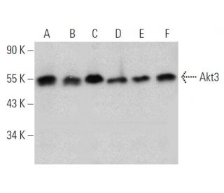 western blotting image from recommended Akt3 (EE-M14) monoclonal antibody replacement. Image 368594