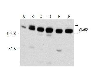 AlaRS Antibody (A-6) - Western Blotting - Image 150490 
