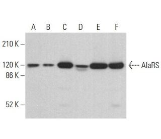 AlaRS Antibody (E-9) - Western Blotting - Image 383117 