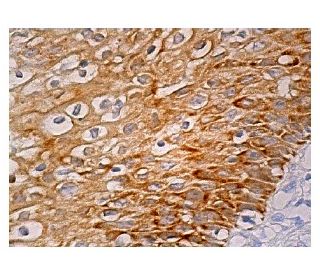 ALAS-E Antibody (D-4) - Immunohistochemistry - Image 159218 