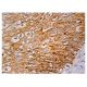 ALAS-E Antibody (D-4) - Immunohistochemistry - Image 159218 