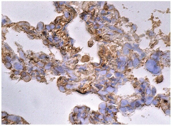 ALB/Albumin抗体(F-10) | SCBT - Santa Cruz Biotechnology
