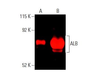 ALB/Albumin抗体(F-10) | SCBT - Santa Cruz Biotechnology