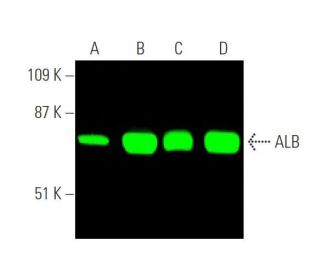 western blotting image from recommended ALB/Albumin (F-8) monoclonal antibody replacement. Image 374288