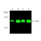 western blotting image from recommended ALB/Albumin (F-8) monoclonal antibody replacement. Image 374288